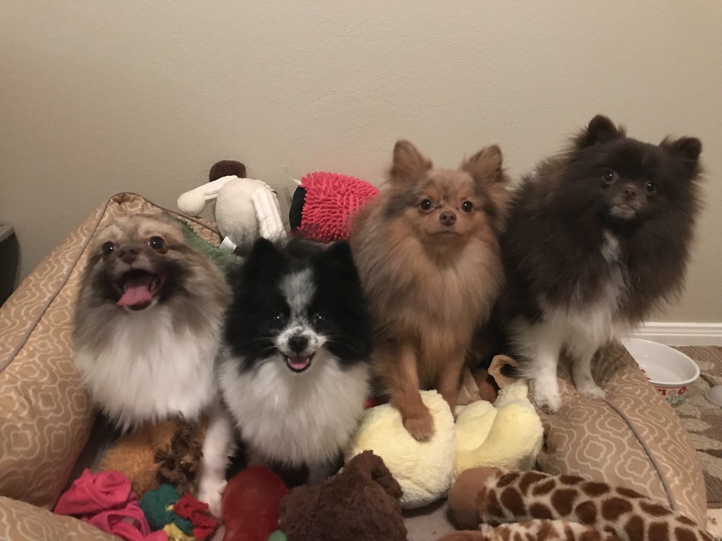 4 Poms all in a row : )
