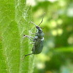 Brennnessel-Grünrüssler (Nettle Weevil, Phyllobius pomaceus)
