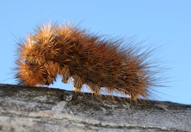 Chenille (caterpillar) de Phragmatobia fuliginosa, l'écaille cramoisie.