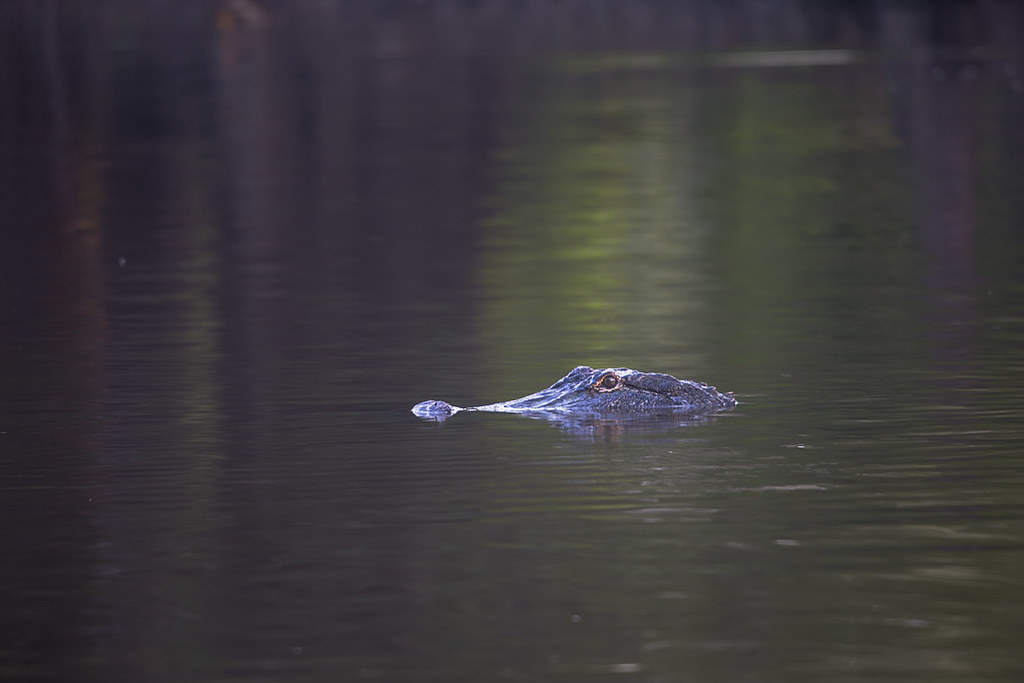 Bodcau Gator | Fred R Cox | Flickr