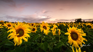Sunflowers in Portglenone. Northern Ireland.
