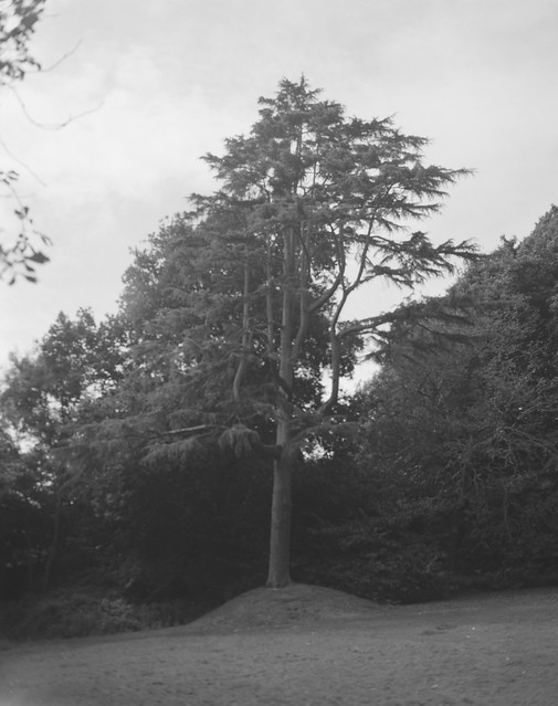 The Knowle Tree