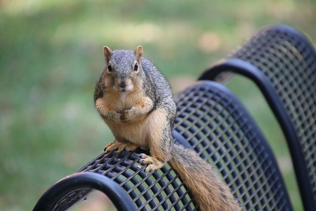 Squirrels in Ann Arbor at the University of Michigan on September 11th & 12th, 2018