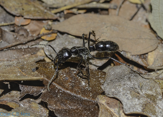 Dinoponera cf. quadriceps - Tocandira / Giant Amazon Ant (Kempf, 1971)