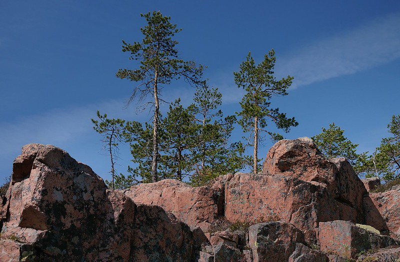 20180524-088F | Granitfelsen und Kiefern im Skuleskogen-Nationalpark. Höga Kusten, Ångermanland / Schweden, 24.05.2018