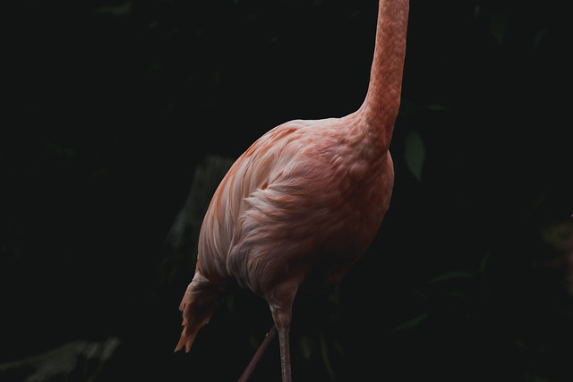 pink flamingo body