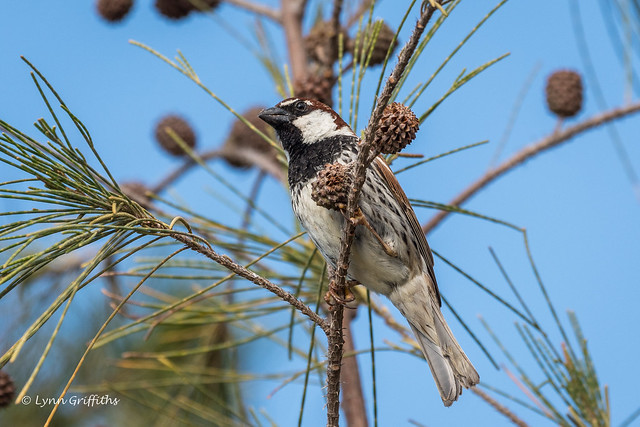 Spanish Sparrow - Male 500_9204.jpg