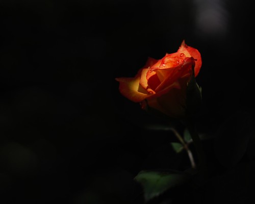 роза в темноте