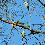 Großer Alexandersittich (Alexandrine Parakeet, Psittacula eupatria)