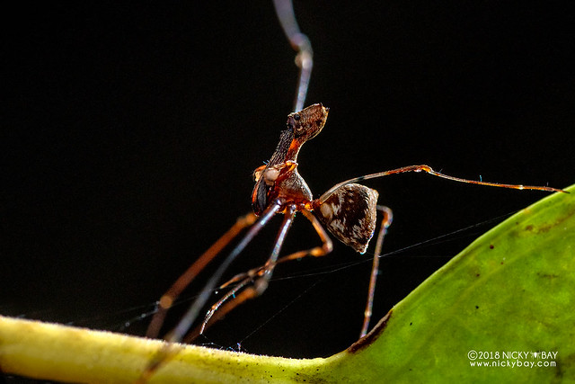 Assassin spider / Pelican spider (Eriauchenus sp.) - ESC_0024