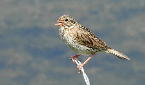 bird sparrow claycoloredsparrow inverlakeroad