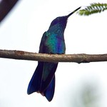 Großer Veilchenohrkolibri (Sparkling Violetear, Colibri coruscans)