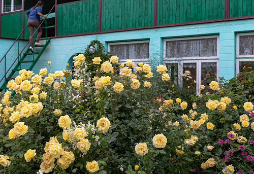 kyrgyzstan tamga guesthouse garden rose issykkul