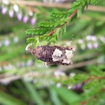 Birken-Blattwickler (Birch Epinotia Moth, Epinotia trigonella)