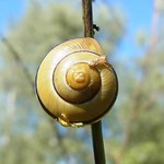 Garten-Bänderschnecke (White-lipped Snail, Cepaea hortensis), Variante mit einem Band