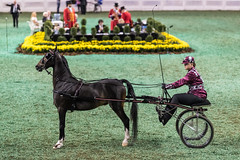 World Championship Horse Show