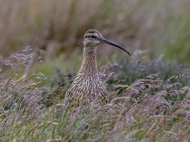 DSC3949  Curlew...