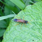 Feld-Blattwespe (Field Sawfly, Tenthredo campestris)