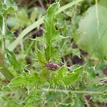 Gemeiner Weberknecht (Common Harvestman, Phalangium opilio)