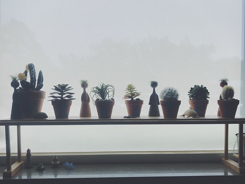 cantongalvajrsrhigh kansas softlight window plants cactus