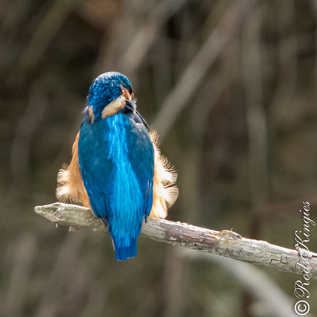 Kingfisher And The Blustery Day