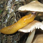 Pilzschnegel (Lemon Slug, Malacolimax tenellus)