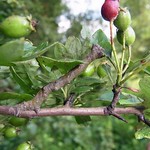 Pappel-Dickleibspanner (Oak Beauty, Biston strataria), Raupe