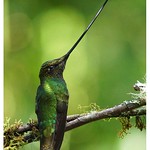 Schwertschnabelkolibri (Sword-billed Hummingbird, Ensifera ensifera)