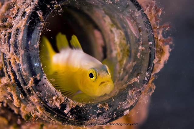 Dinah's Goby- Fish if the Ryukyu Islands