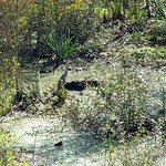 Graureiher (Ardea cinerea cinerea) im flachen Uferbereich im NSG Am Hornpottweg