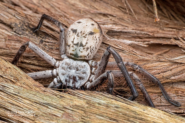 Huntsman spider (Damastes sp.) - DSC_1951