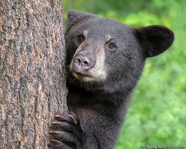 bashful & cute black bear cub