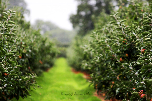 rainy day at the apple farm...🍎🍏🍓😊❤️
