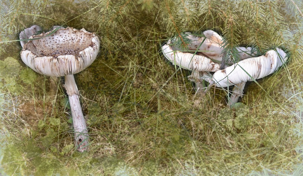 Photo#241-Amanita Mushrooms In The Backyard