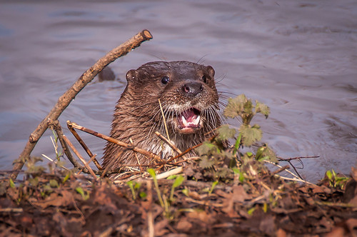 Wild Otter | by johnboy!