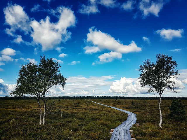 Two towers  #estonia #saaremaa #landscape #travel #traveling #nature #swamp #green #sky #clouds #bluesky #trees #path #mobilephotography #mobilephoto #outdoor #photography #samsung #s7edge