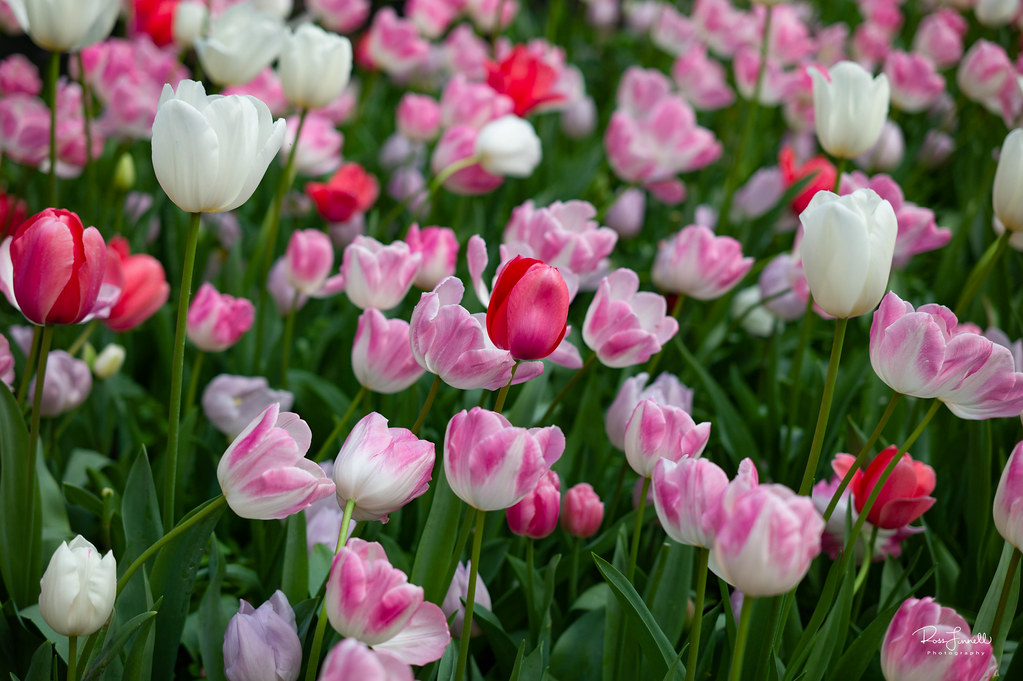 Pink tulips in bloom were georgeous | Ref54 | Flickr