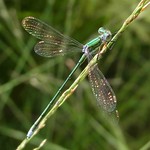 Kleine Binsenjungfer (Small Emerald Damselfly, Lestes virens vestalis), Männchen