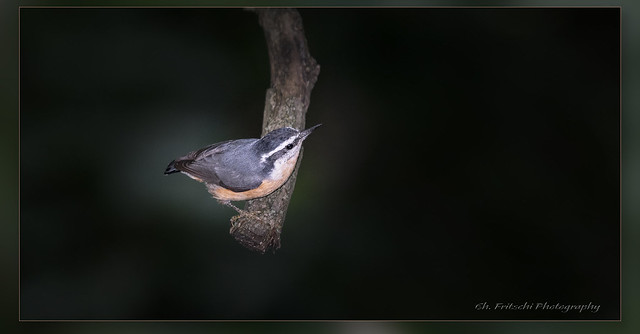 Red-breasted Nuthatch / Sittelle à poitrine rousse / Sitta canadensis