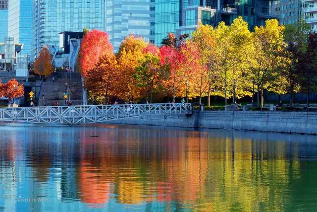 Spectaculr fall colours, Vancouver harbour area