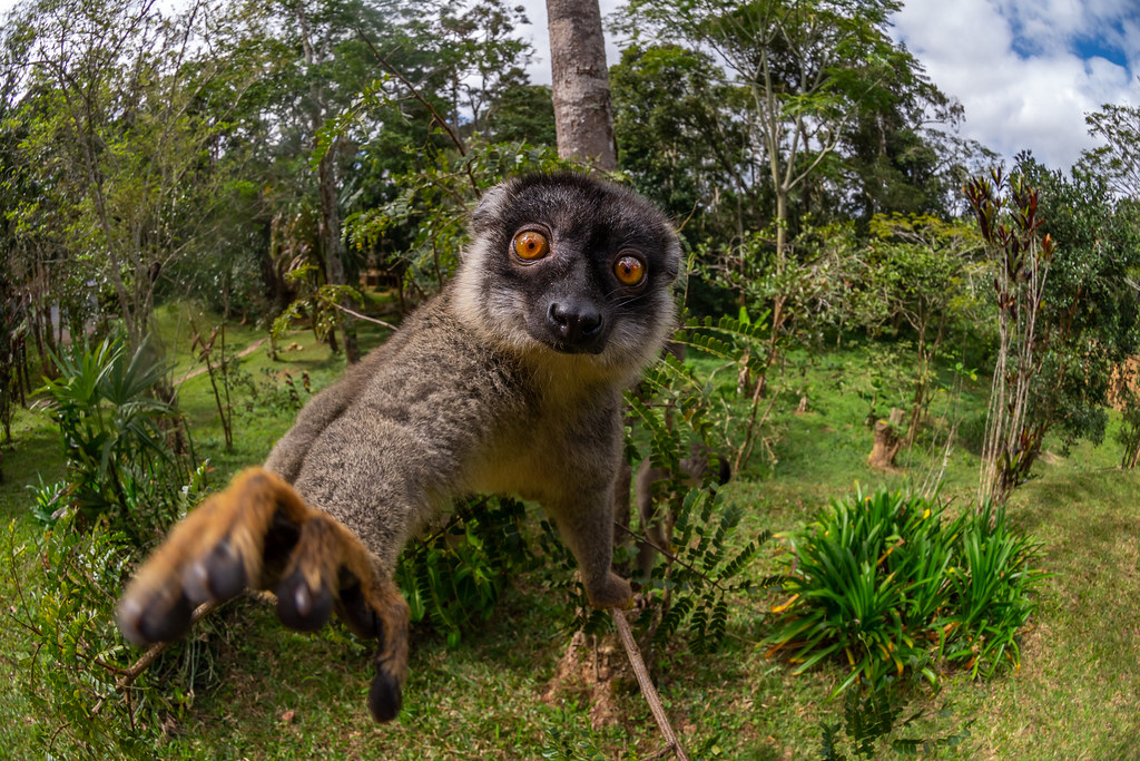 Common brown lemur | Last five weeks I have been traveling i… | Flickr