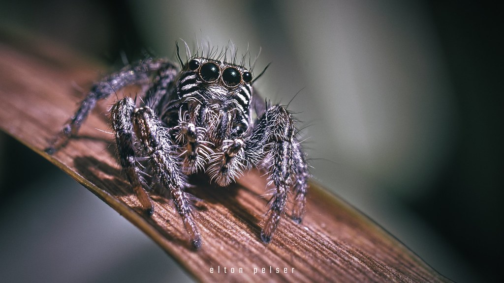 Tiny Jumping Spider