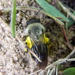 Grauschwarze Weidensandbiene (Grey-backed Mining Bee, Andrena vaga)