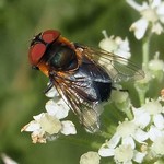 Wanzenfliege (Pattern-winged Bug Tachinid Fly, Phasia hemiptera), Weibchen