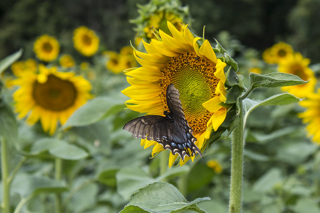 swallowtail sunflower