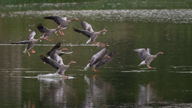 Greylag geese  - landing