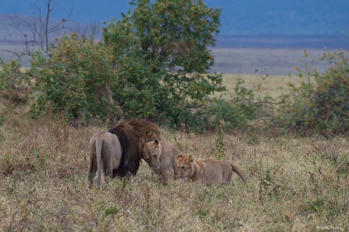 ngorongorocrater tanzania ngorongoro crater lion lions cat bigcat male bigmale couple pride feline pentaxk30 pentax60250 pentax pentaxart nature wildlife africa africancats