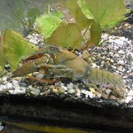 Europäischer Flusskrebs (European Crayfish, Astacus astacus)
