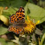 Landkärtchen, Frühjahrsgeneration (Map Butterfly, Araschnia levana  f. levana) im Hiesfelder Wald