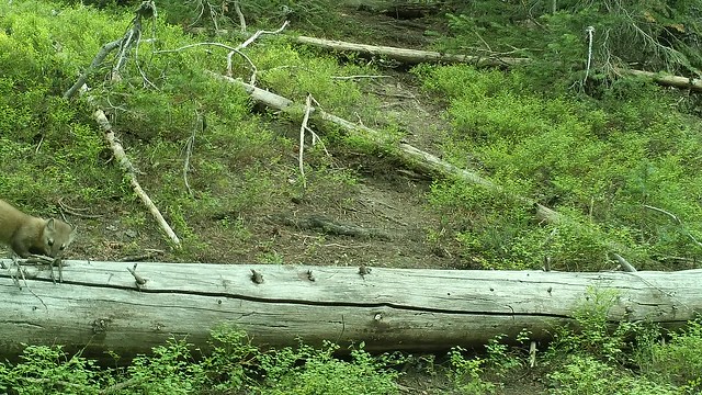 American marten - trail camera